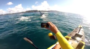Video: Kayak fishing Coffs whale encounter 